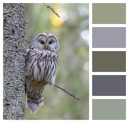 Owl Bird Ural Owl Image